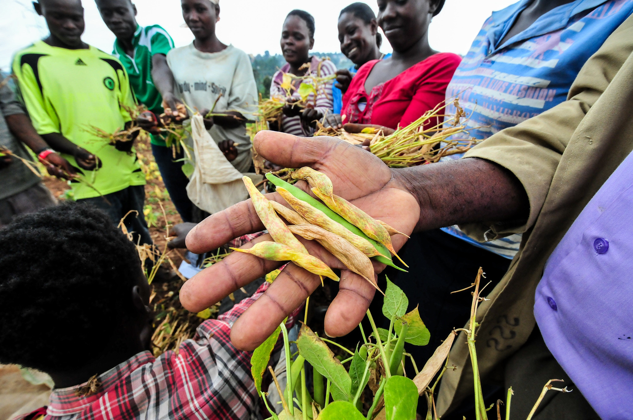 New LEG4DEV Research Identifies Enterprise Pathways to Strengthen Legume Systems in Africa